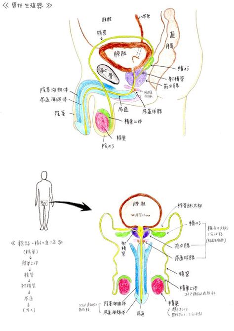 男性生殖器|男性生殖器には どのような器官があるの？ 